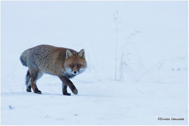 renard en hiver